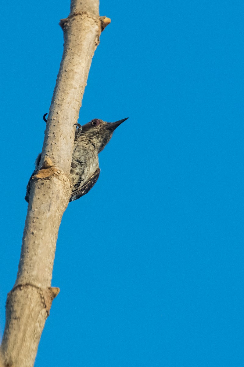 Brown-capped Pygmy Woodpecker - ML617766272