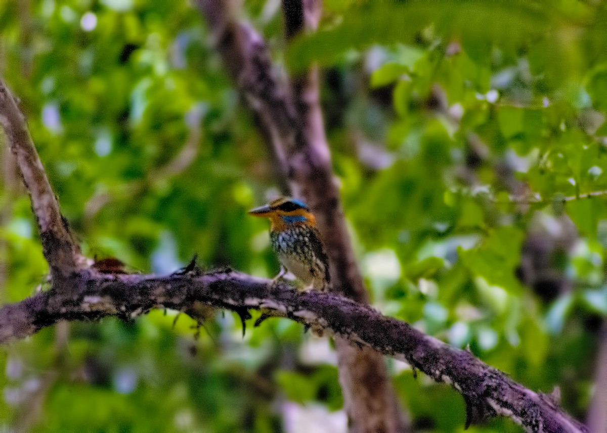 Spotted Kingfisher - ML617766317