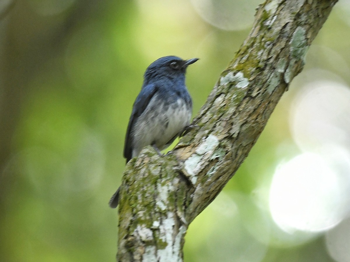 White-bellied Blue Flycatcher - Renuka Vijayaraghavan