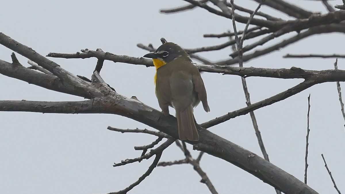 Yellow-breasted Chat - ML617766355