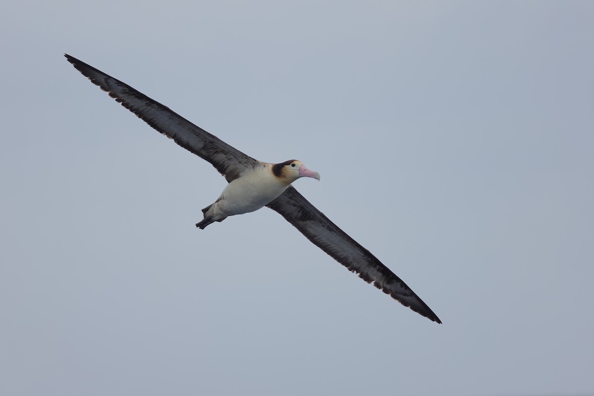 albatros bělohřbetý - ML617766379