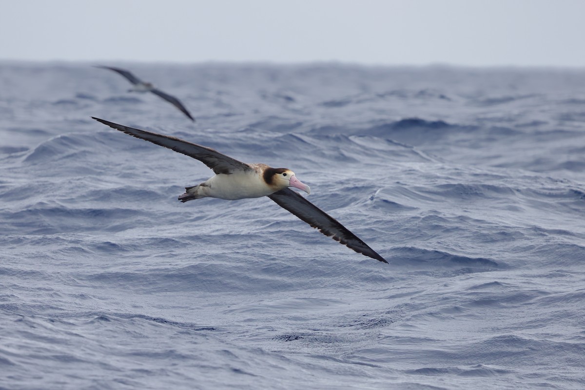 Short-tailed Albatross - ML617766380