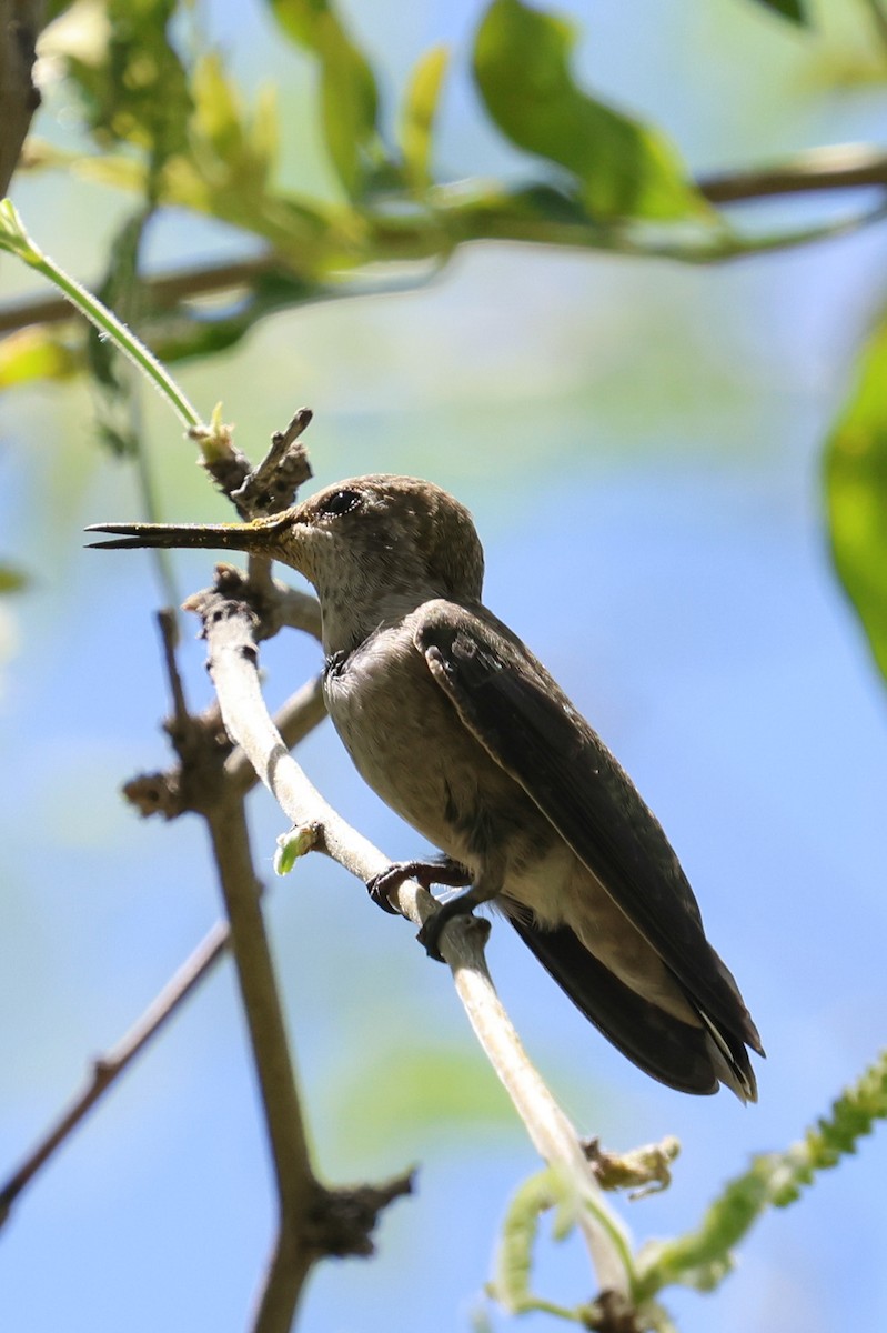 Broad-billed Hummingbird - ML617766394