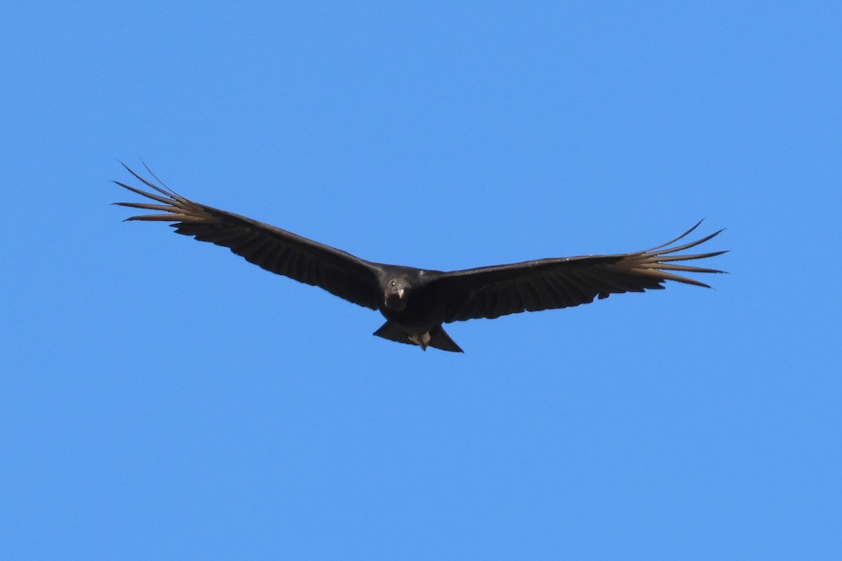 Black Vulture - ML617766395
