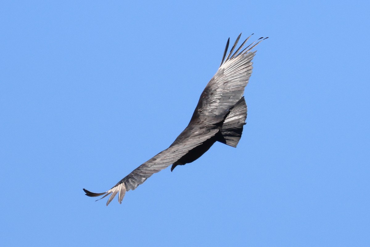 Black Vulture - ML617766396