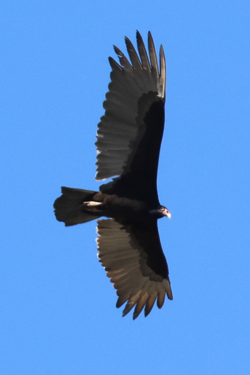 Turkey Vulture - ML617766399