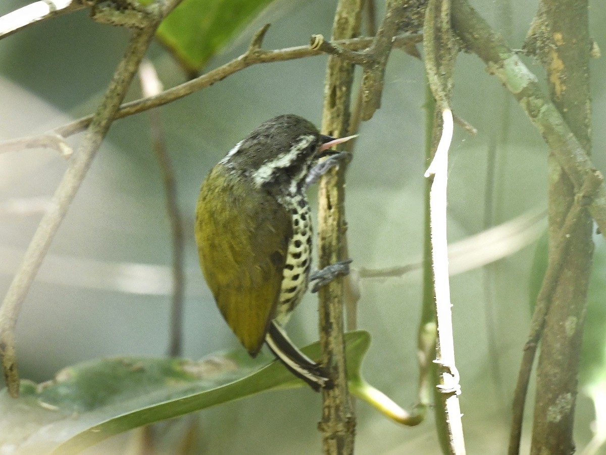 Speckled Piculet - ML617766410