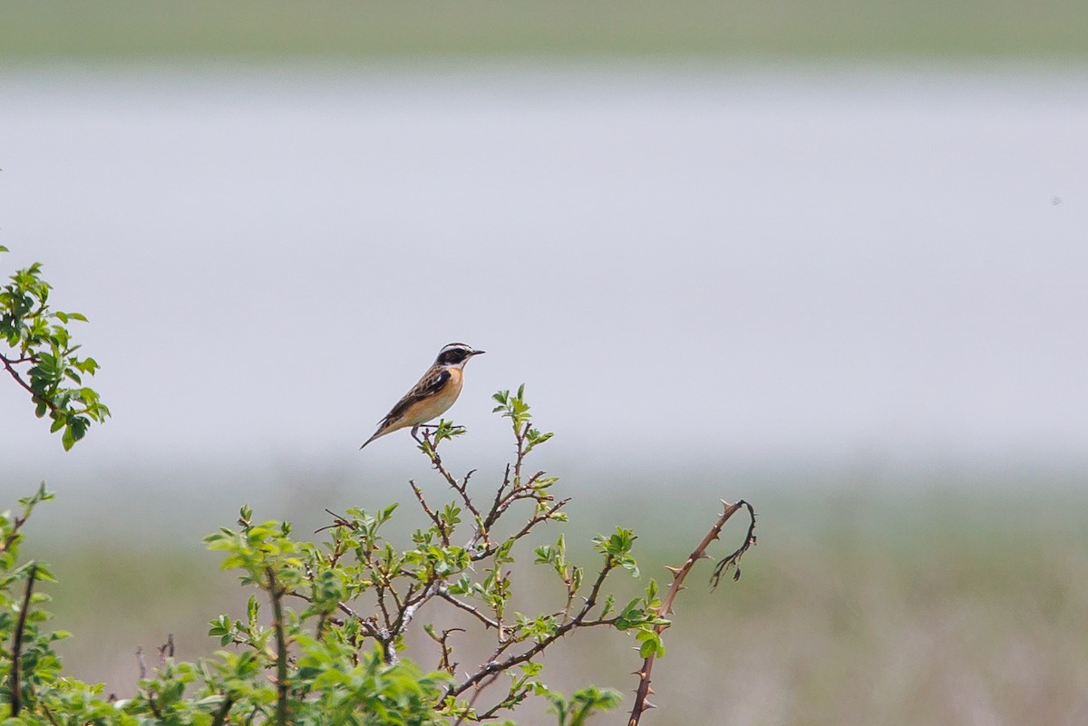 Whinchat - ML617766530