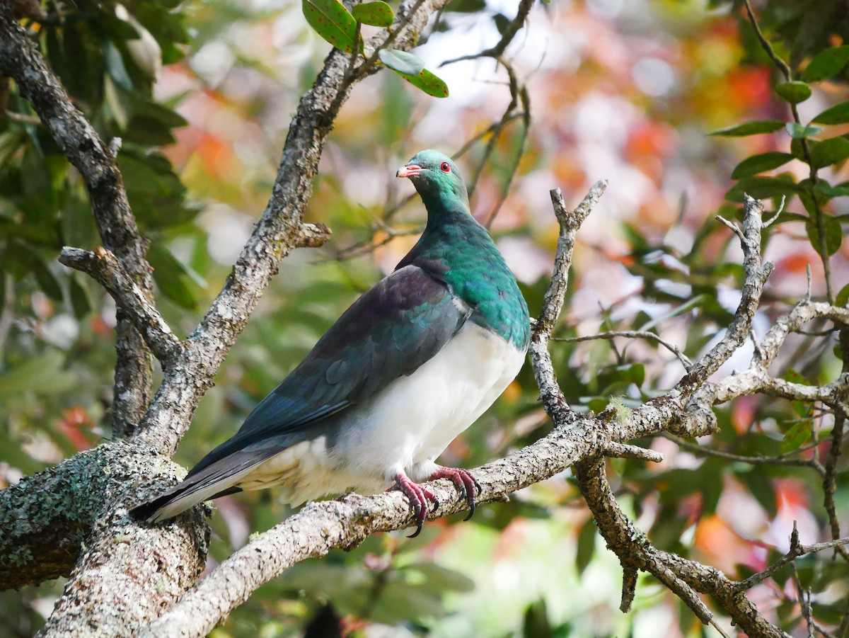 New Zealand Pigeon - Mike Bickerdike