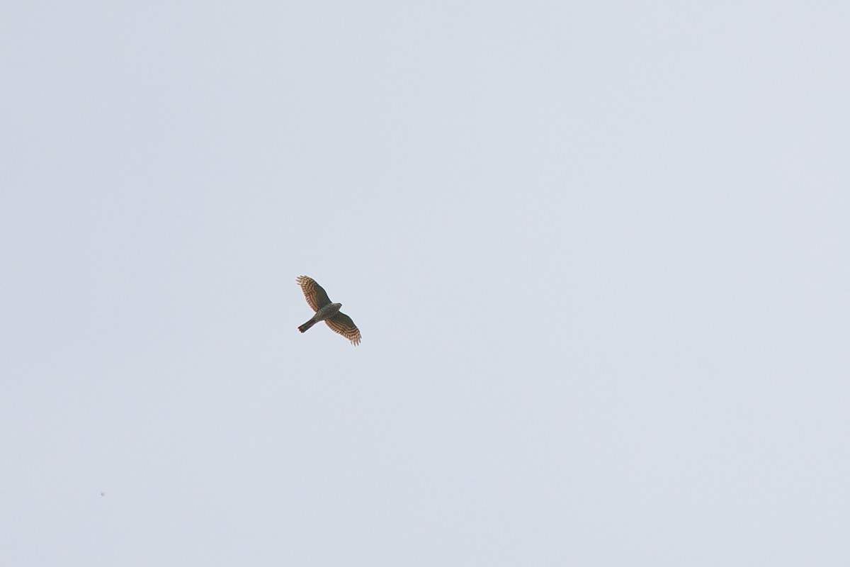 Eurasian Sparrowhawk - ML617766578