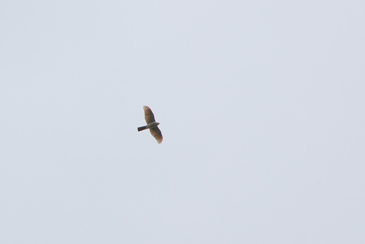 Eurasian Sparrowhawk - ML617766579