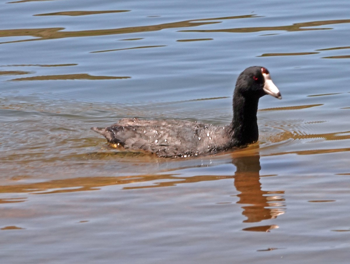 American Coot (Red-shielded) - ML617766612