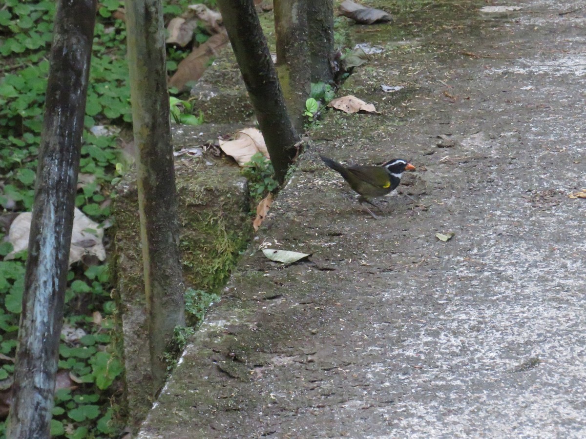Orange-billed Sparrow - ML617766672