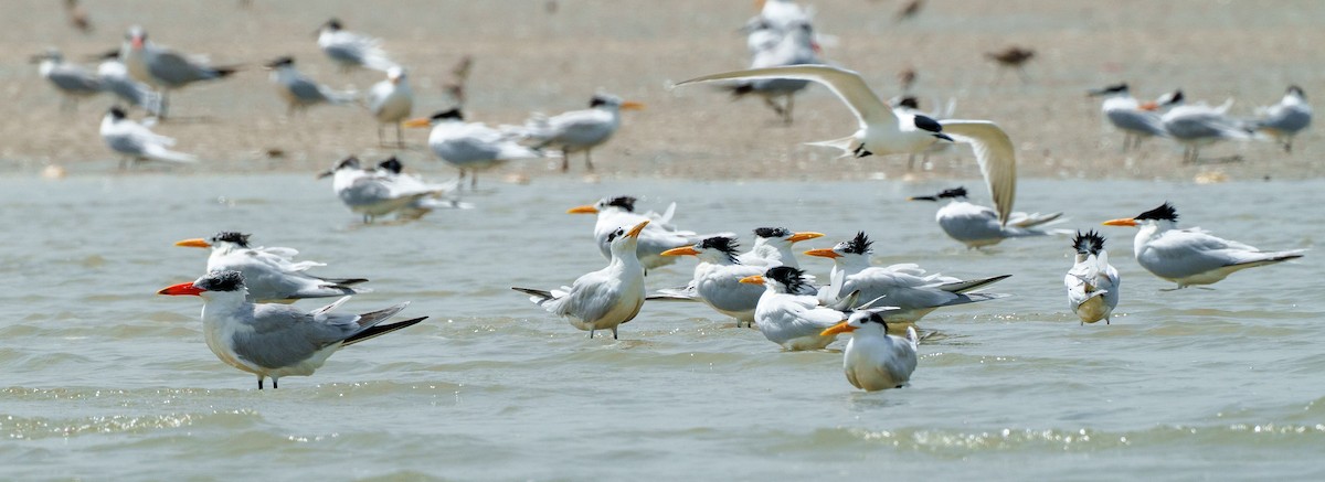 West African Crested Tern - ML617766710
