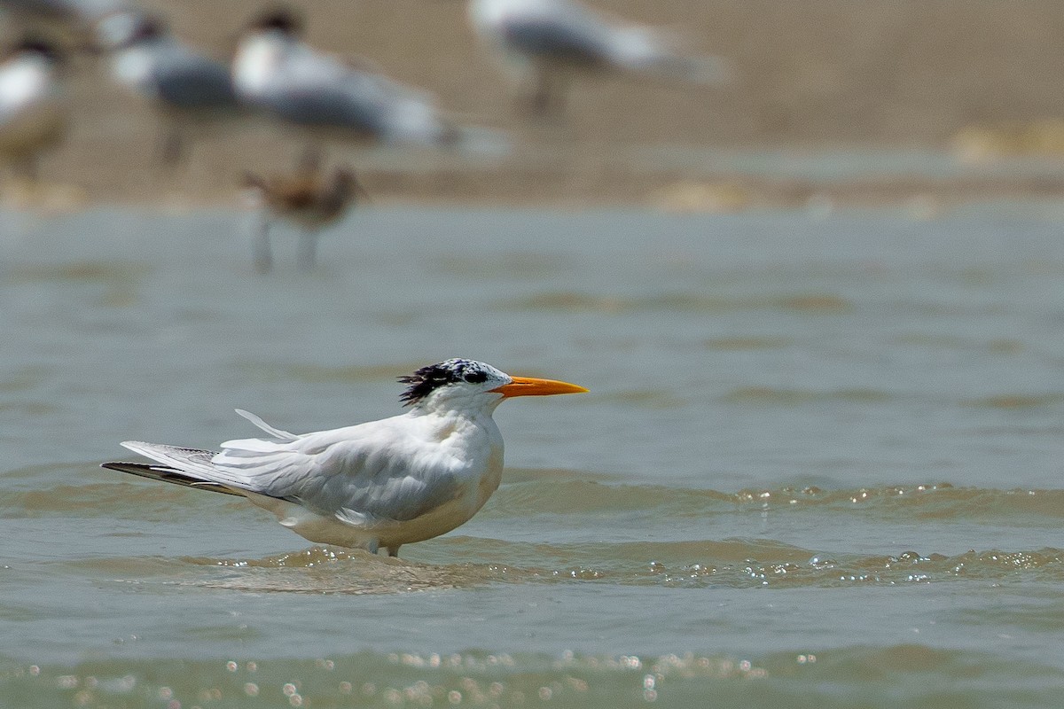 West African Crested Tern - ML617766713