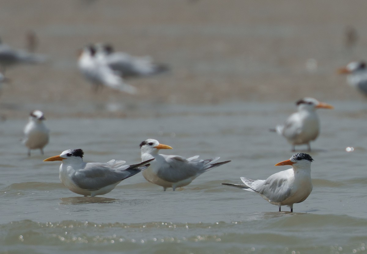 West African Crested Tern - ML617766714
