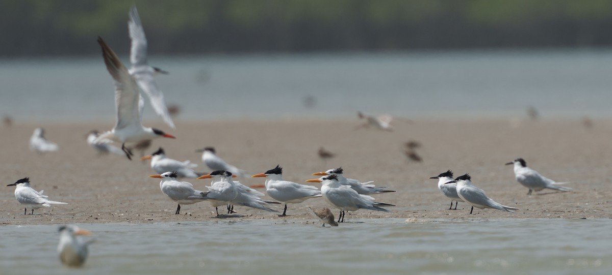 West African Crested Tern - ML617766719