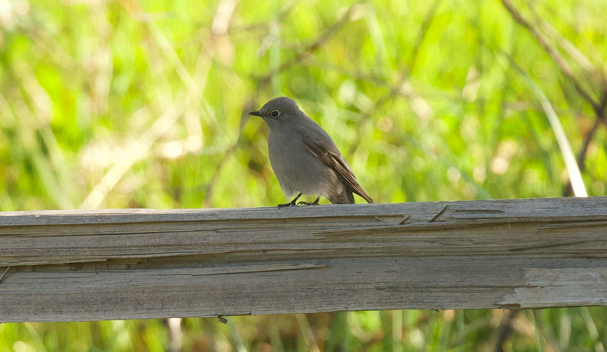 Townsend's Solitaire - ML617766773