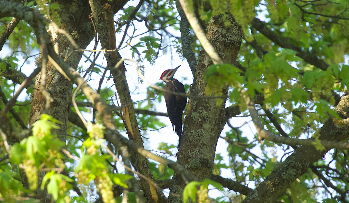 Pileated Woodpecker - ML617766793