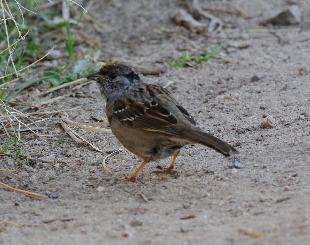 Golden-crowned Sparrow - ML617766805