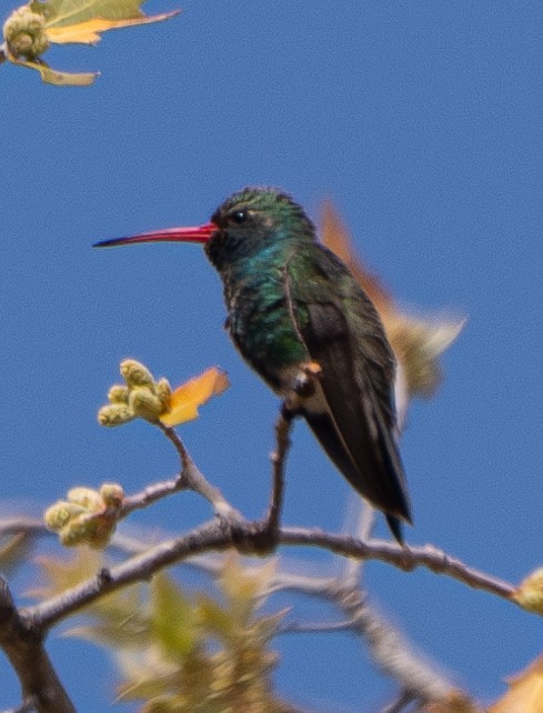 Broad-billed Hummingbird - ML617767105