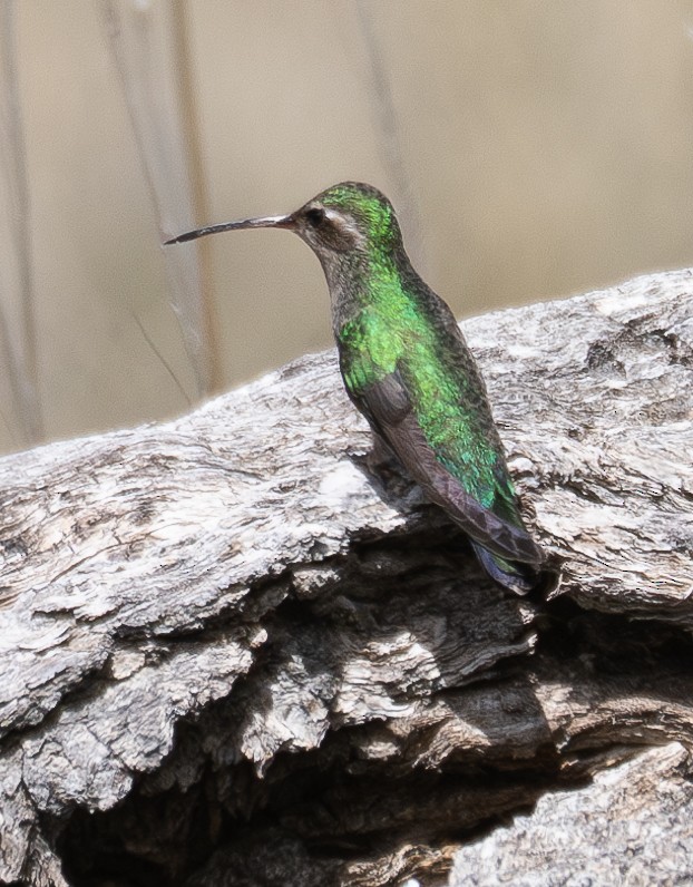 Broad-billed Hummingbird - ML617767106