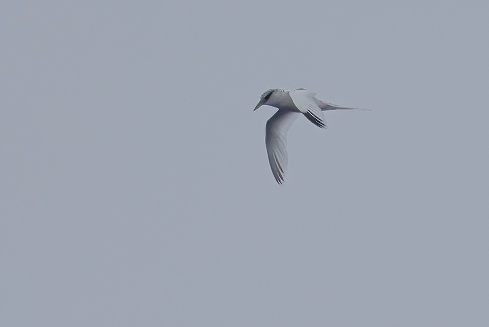 White-tailed Tropicbird - ML617767205