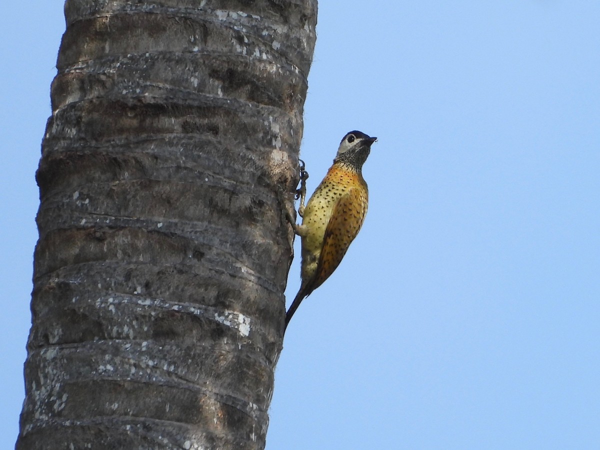 Spot-breasted Woodpecker - ML617767346