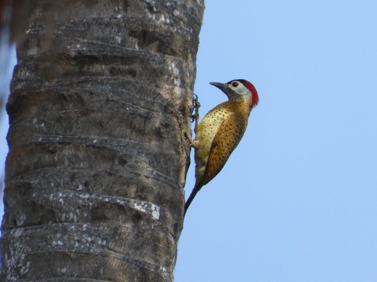 Spot-breasted Woodpecker - ML617767347