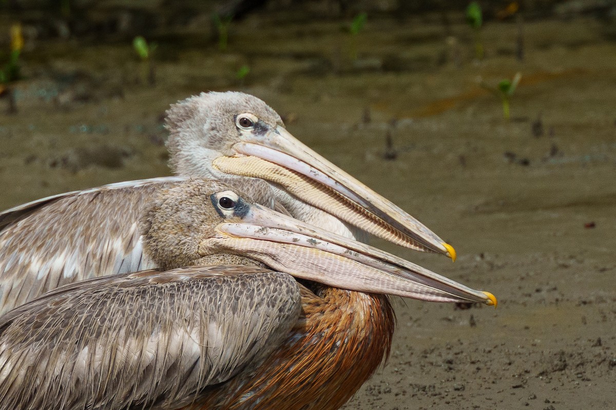 Pink-backed Pelican - ML617767360