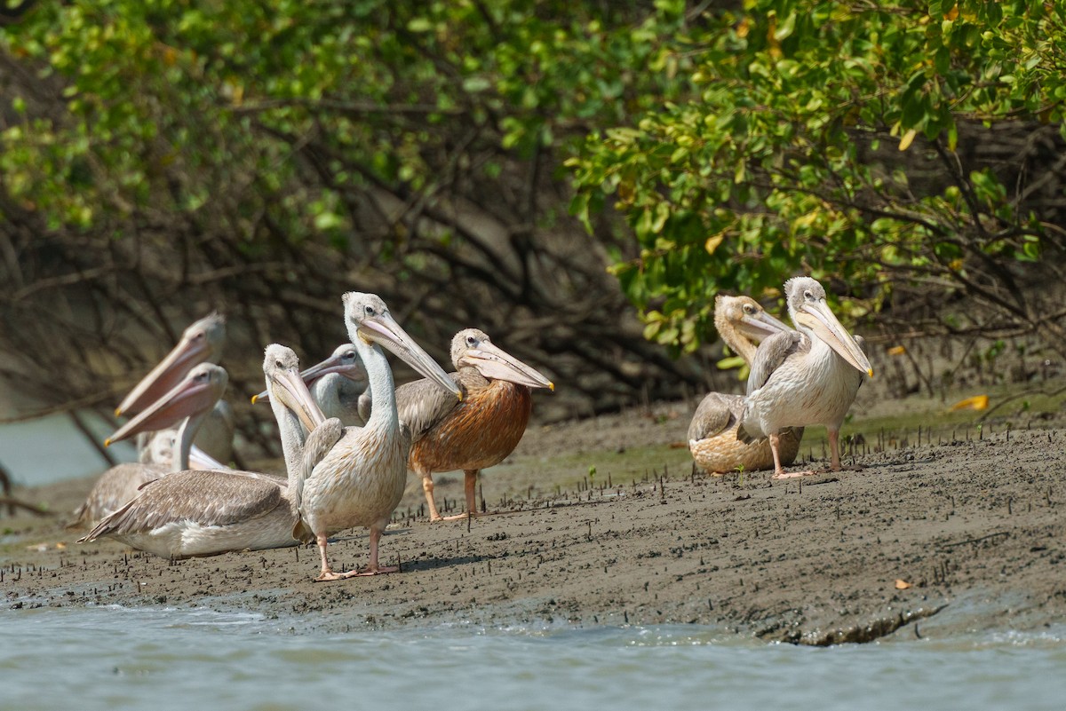 Pink-backed Pelican - ML617767361