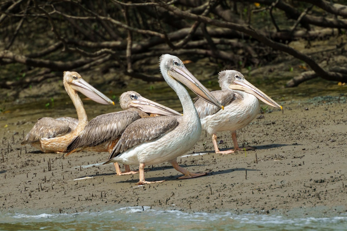 Pink-backed Pelican - ML617767362
