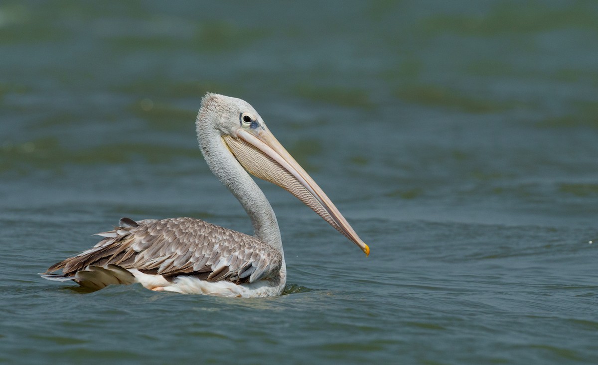Pink-backed Pelican - ML617767363
