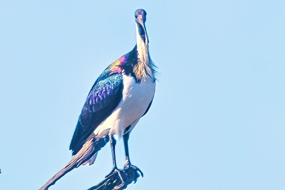 ibis slámokrký - ML617767423