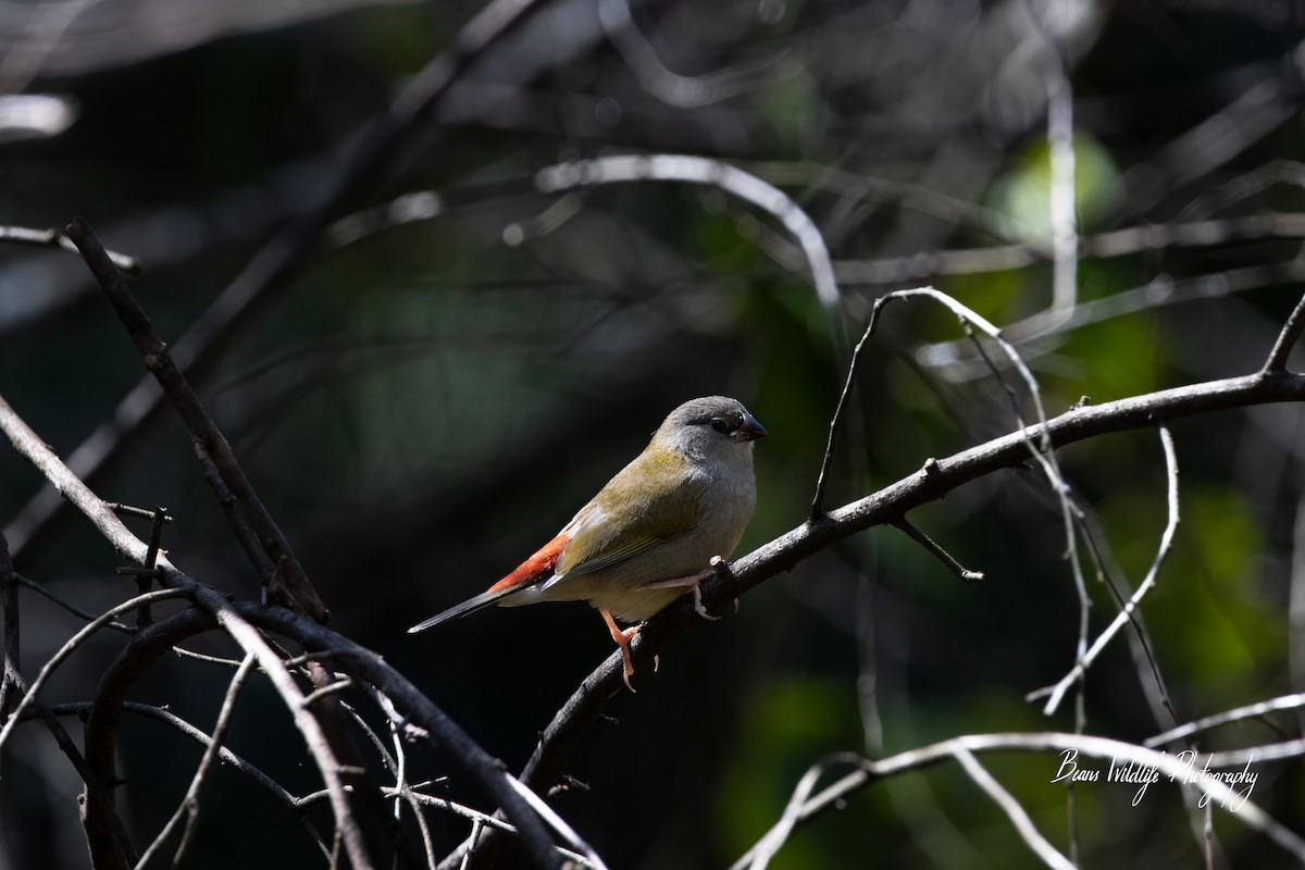Red-browed Firetail - ML617767432