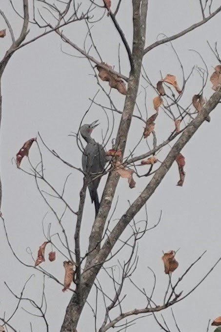 Great Slaty Woodpecker - Brecht Caers