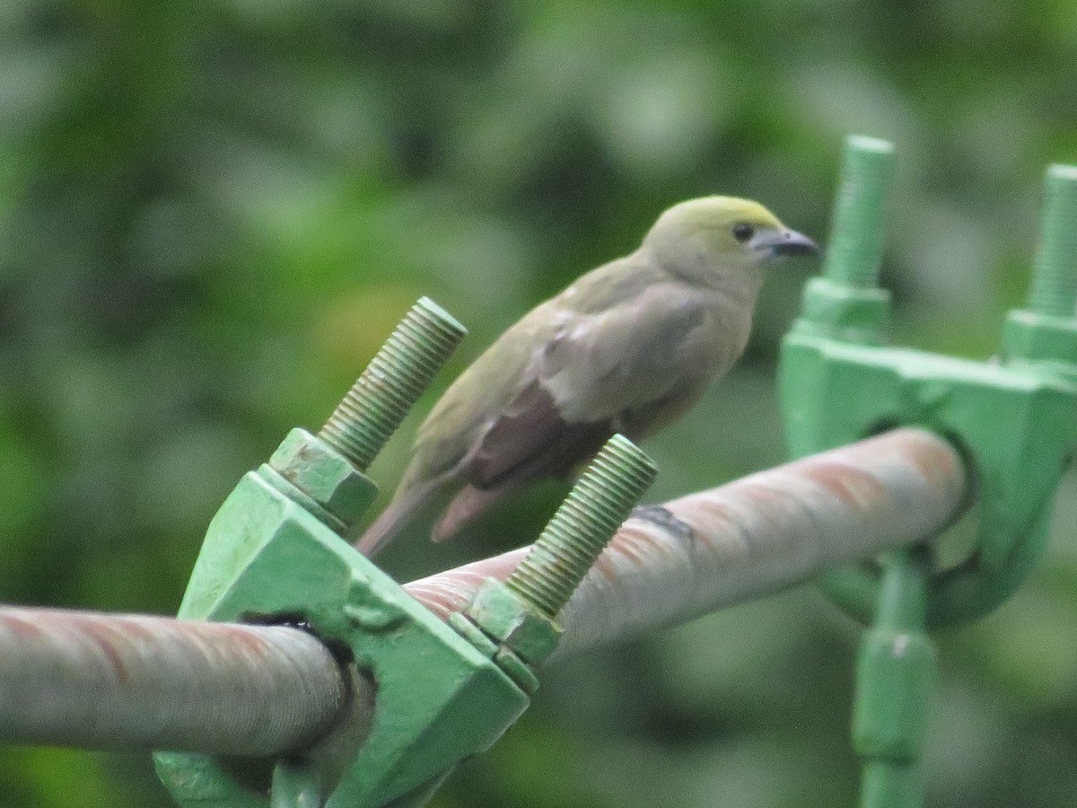 Palm Tanager - ML617767471