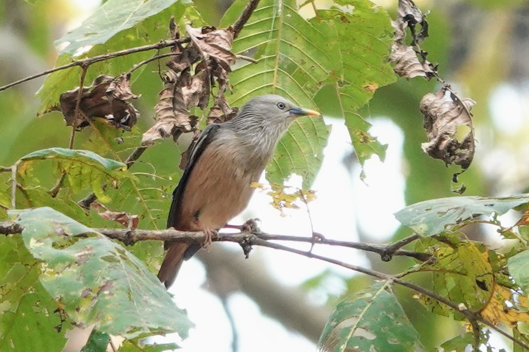 Chestnut-tailed Starling - ML617767526