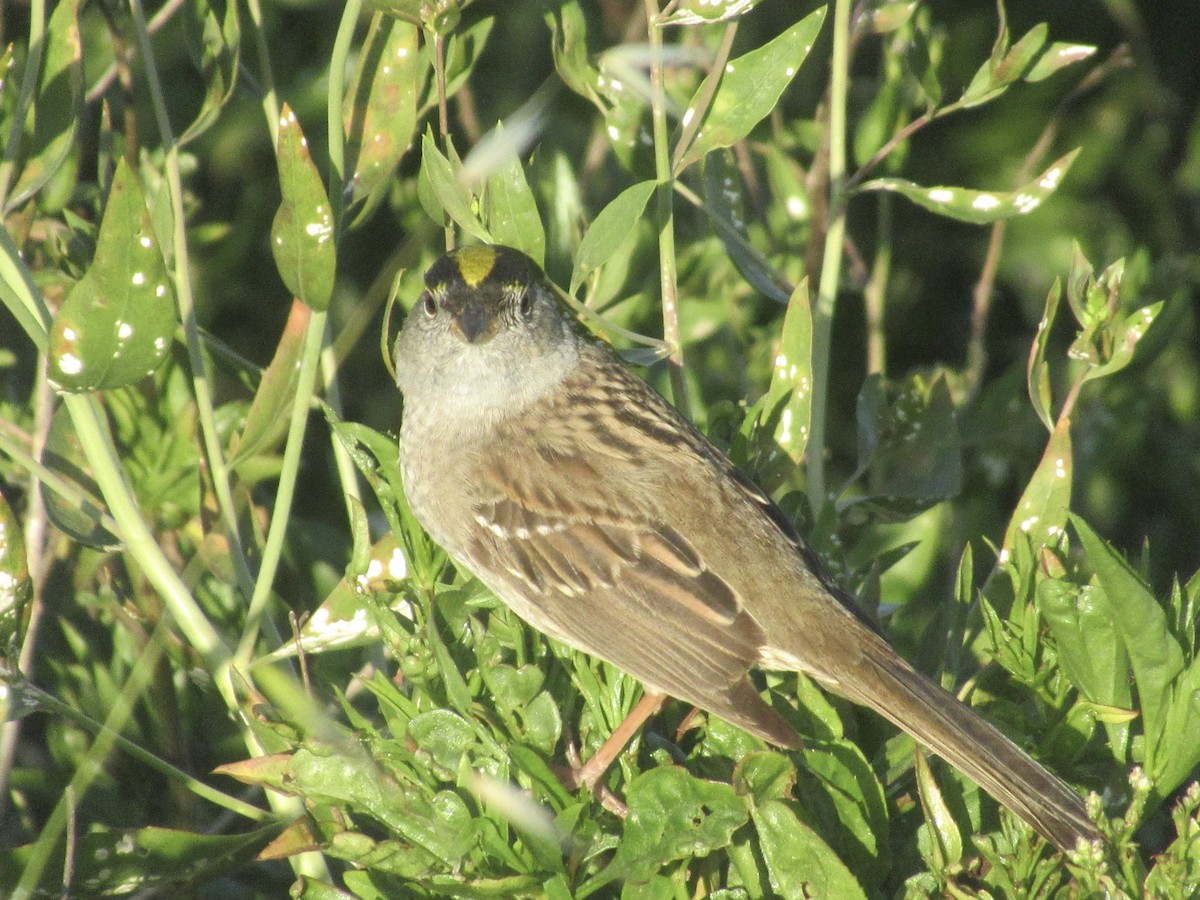 Golden-crowned Sparrow - ML617767574