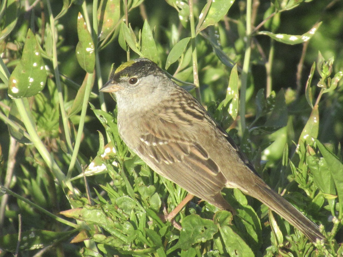 Golden-crowned Sparrow - Adam Burnett