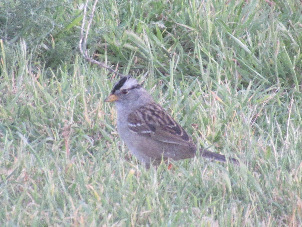 White-crowned Sparrow (Yellow-billed) - ML617767602