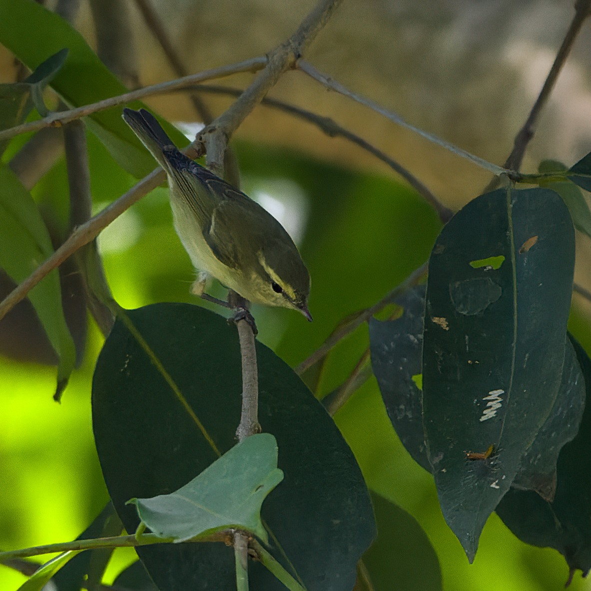 Greenish Warbler - Rahul Baidya
