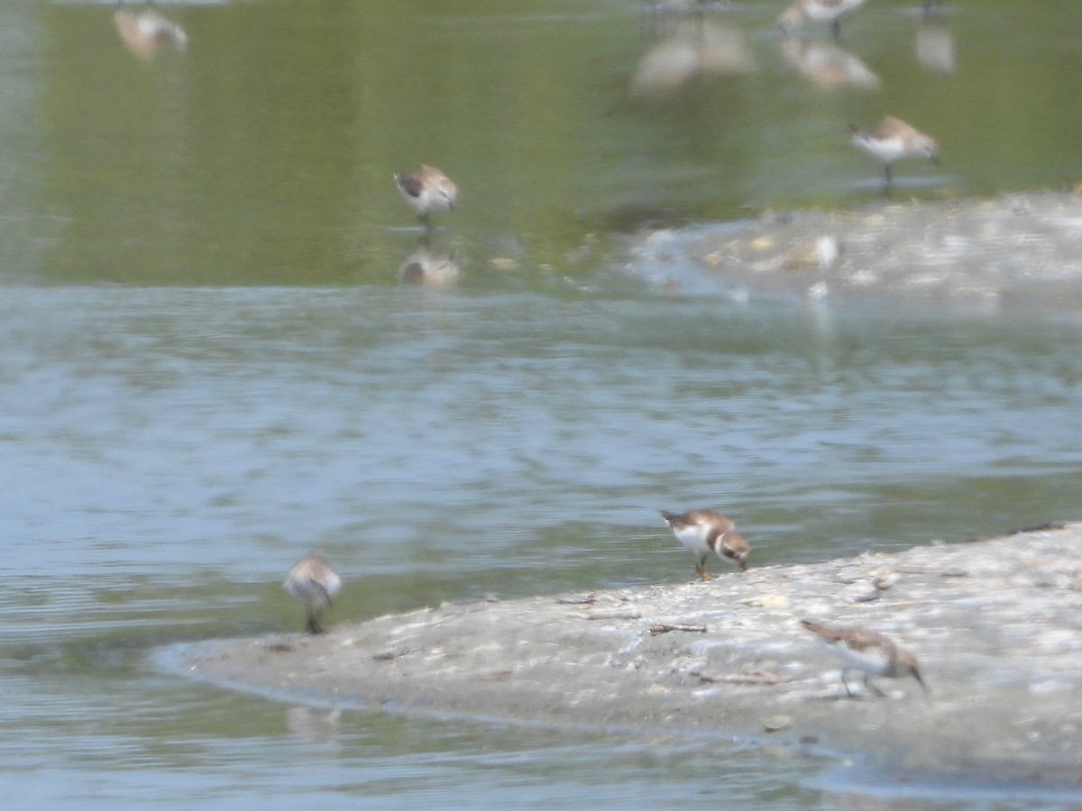 Semipalmated Plover - ML617767645