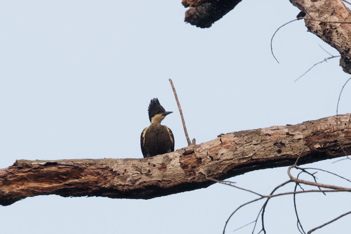 Heart-spotted Woodpecker - Paul Passant