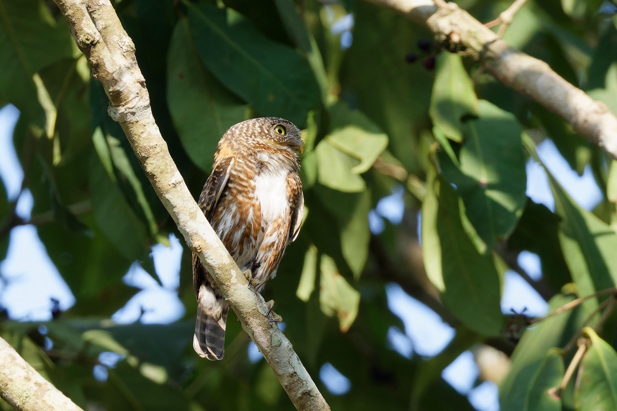 Collared Owlet - ML617767772