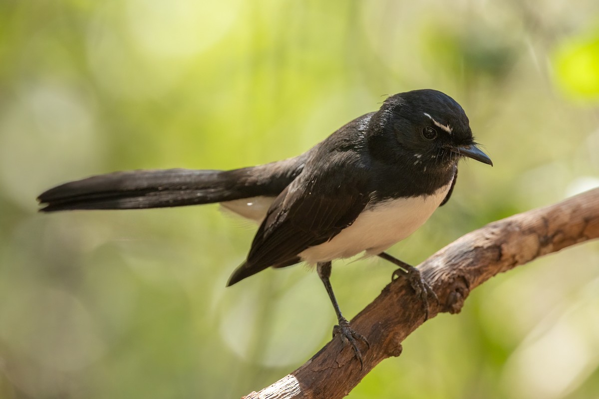 Willie-wagtail - ML617767825