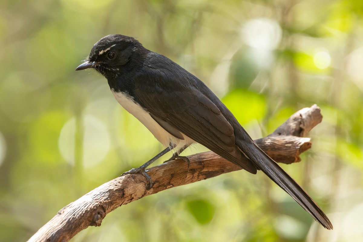 Willie-wagtail - ML617767826