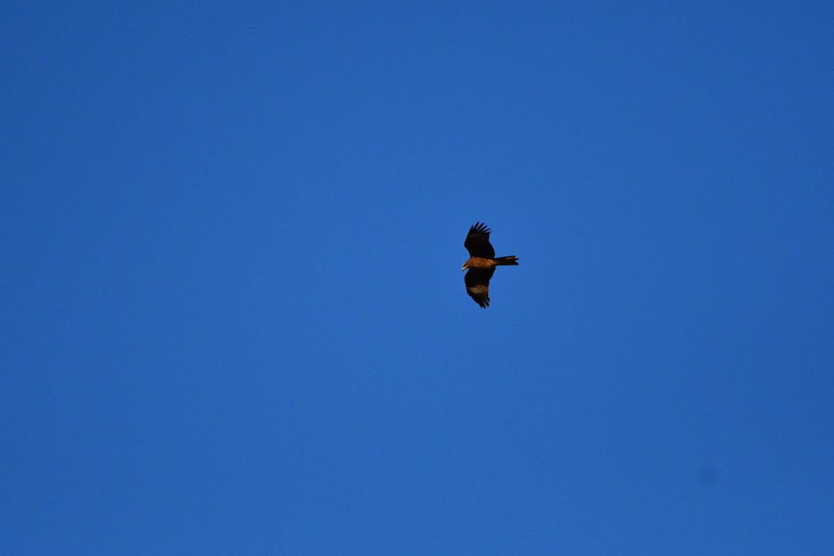 Black Kite (Black-eared) - ML617767881