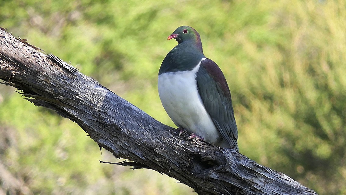 New Zealand Pigeon - ML617767894