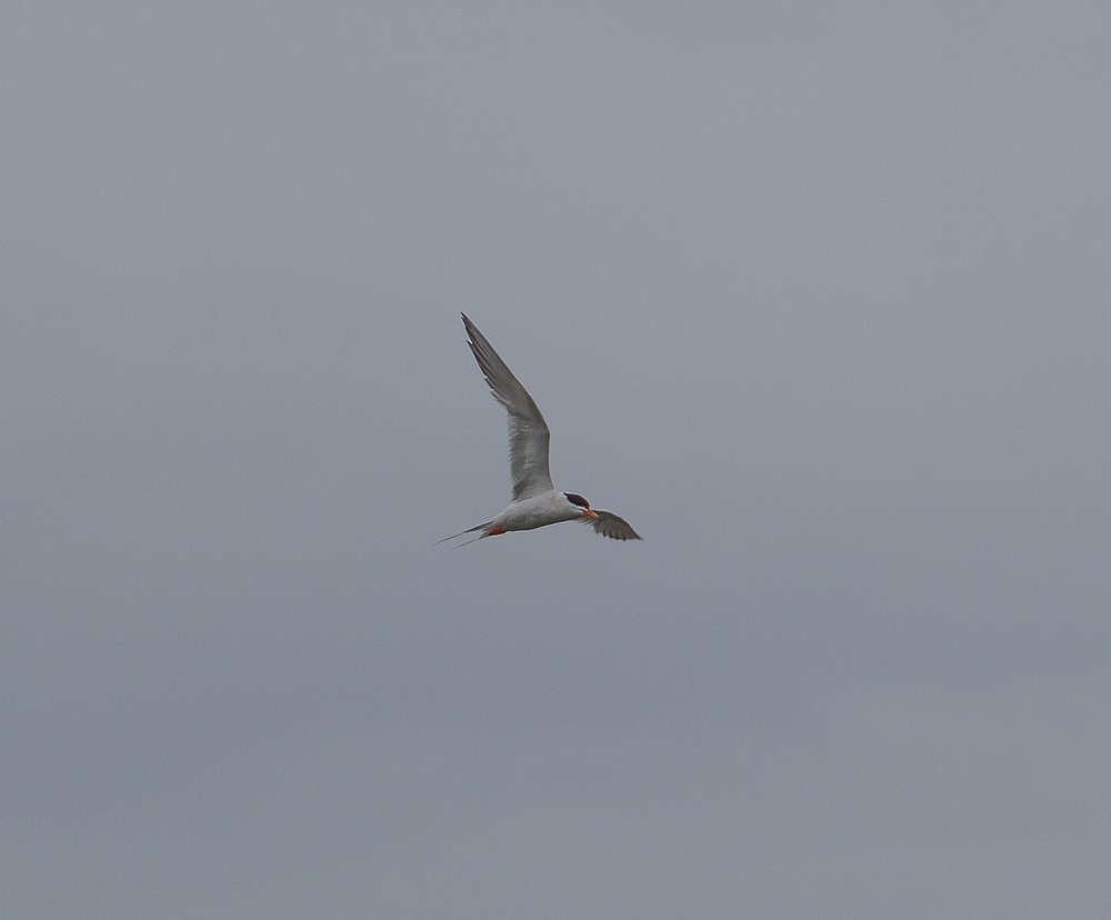 Common Tern - Kirk Gardner